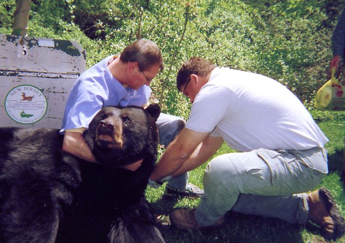 Reconstructive Surgery - Bear Style